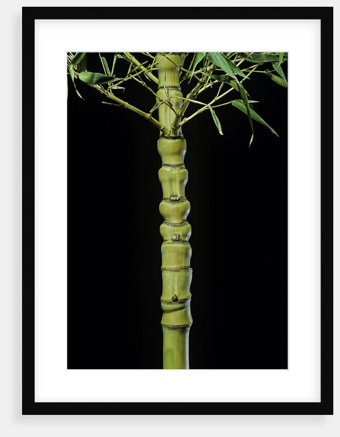 Phyllostachys aurea 'Holochrysa' (golden bamboo, fish-pole bamboo) by Anonymous