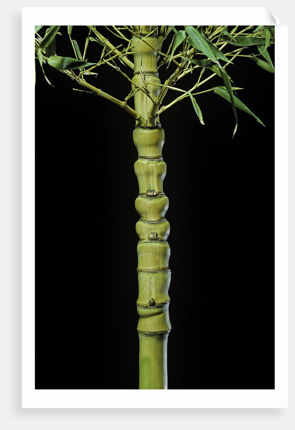 Phyllostachys aurea 'Holochrysa' (golden bamboo, fish-pole bamboo) by Anonymous