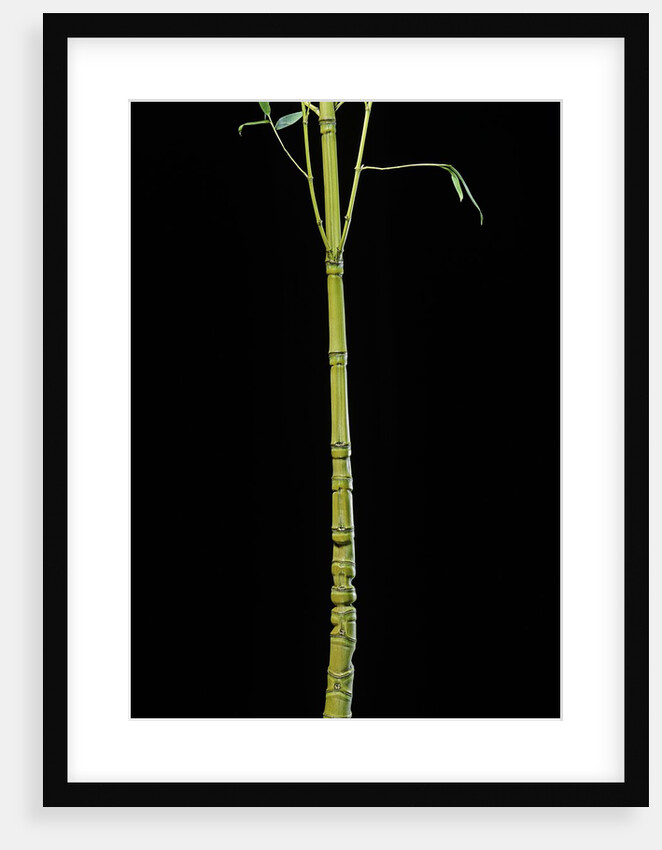 Phyllostachys aurea 'Holochrysa' (golden bamboo, fish-pole bamboo) by Anonymous