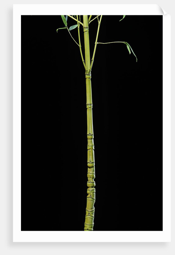 Phyllostachys aurea 'Holochrysa' (golden bamboo, fish-pole bamboo) by Anonymous
