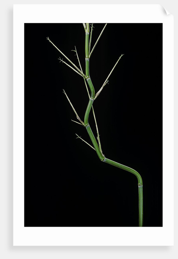 Phyllostachys aureosulcata (yellow groove bamboo) - young culm by Anonymous