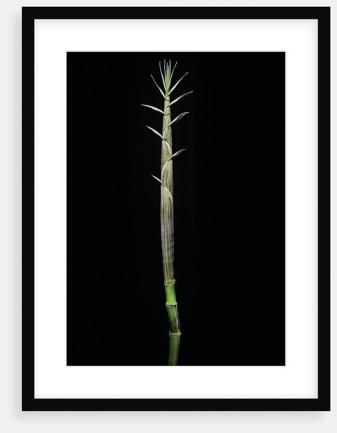 Phyllostachys aureosulcata (yellow groove bamboo) - shoot by Anonymous