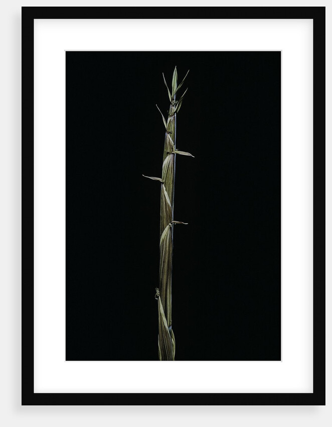 Phyllostachys aureosulcata (yellow groove bamboo) - shoot by Anonymous