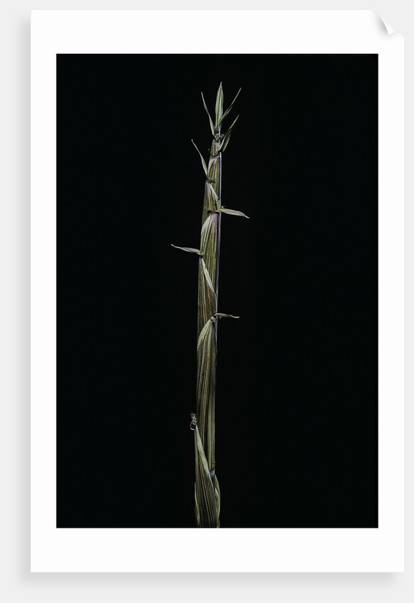 Phyllostachys aureosulcata (yellow groove bamboo) - shoot by Anonymous