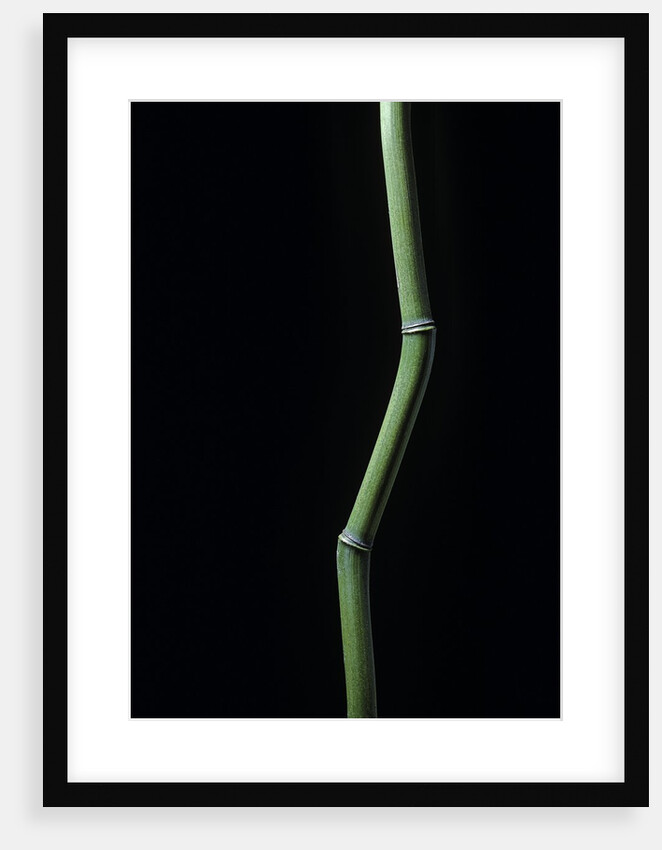 Phyllostachys aureosulcata (yellow groove bamboo) by Anonymous