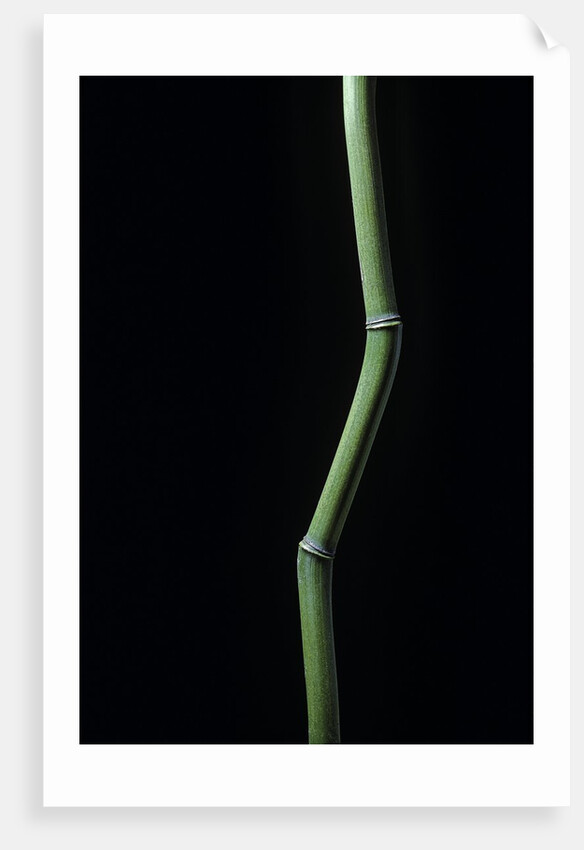Phyllostachys aureosulcata (yellow groove bamboo) by Anonymous