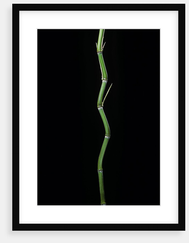 Phyllostachys aureosulcata (yellow groove bamboo) by Anonymous