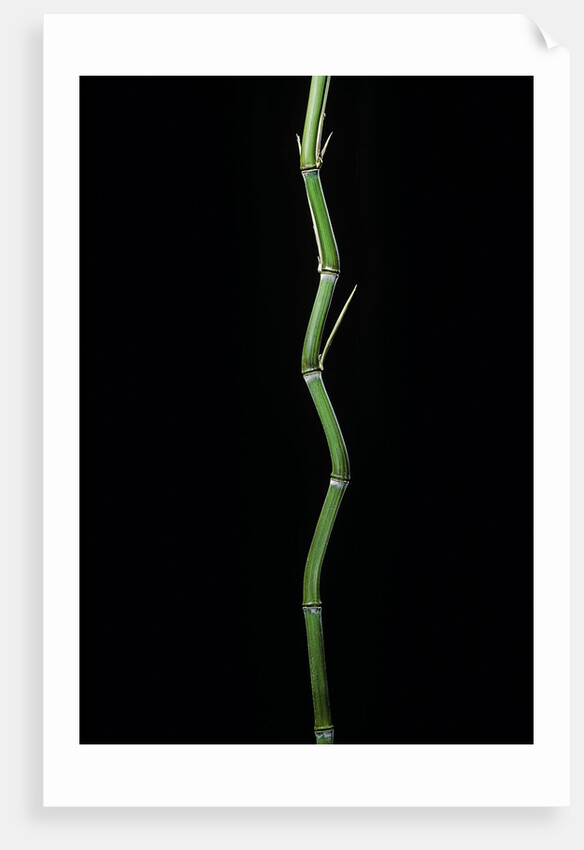 Phyllostachys aureosulcata (yellow groove bamboo) by Anonymous