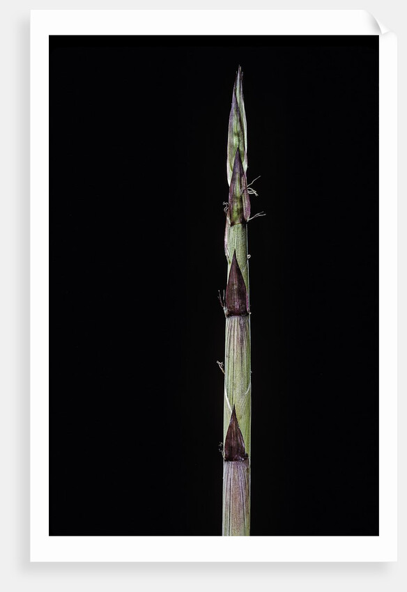 Phyllostachys aureosulcata 'Aureocaulis' (yellow groove bamboo) - shoot by Anonymous