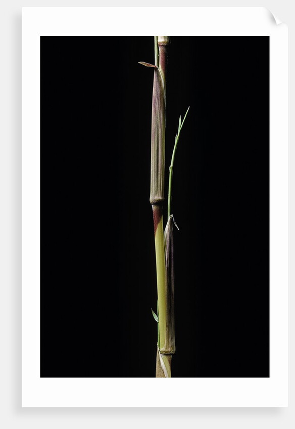Phyllostachys aureosulcata 'Aureocaulis' (yellow groove bamboo) - shoot by Anonymous