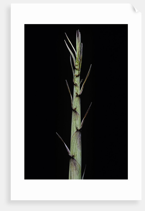 Phyllostachys aureosulcata 'Aureocaulis' (yellow groove bamboo) - shoot by Anonymous