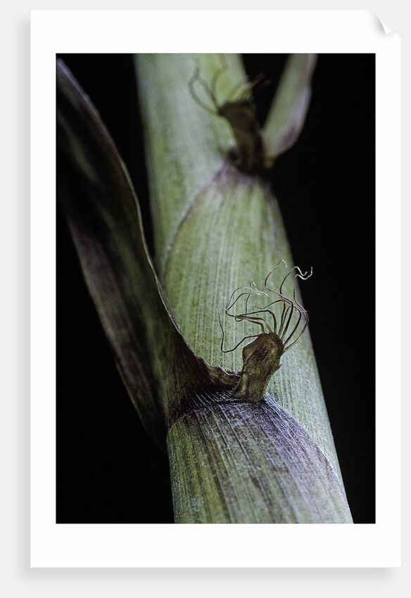 Phyllostachys aureosulcata 'Spectabilis' (showy yellow groove bamboo) - detail of the sheath by Anonymous