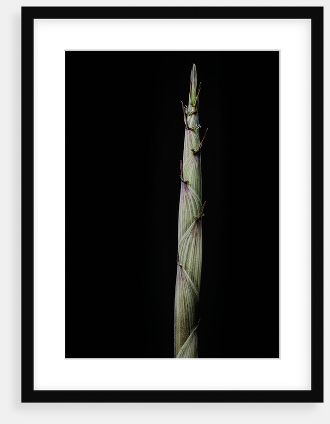 Phyllostachys aureosulcata 'Spectabilis' (showy yellow groove bamboo) - shoot by Anonymous