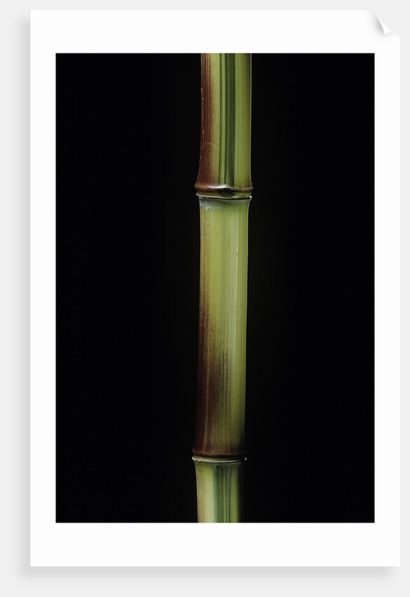 Phyllostachys aureosulcata 'Spectabilis' (showy yellow groove bamboo) by Anonymous