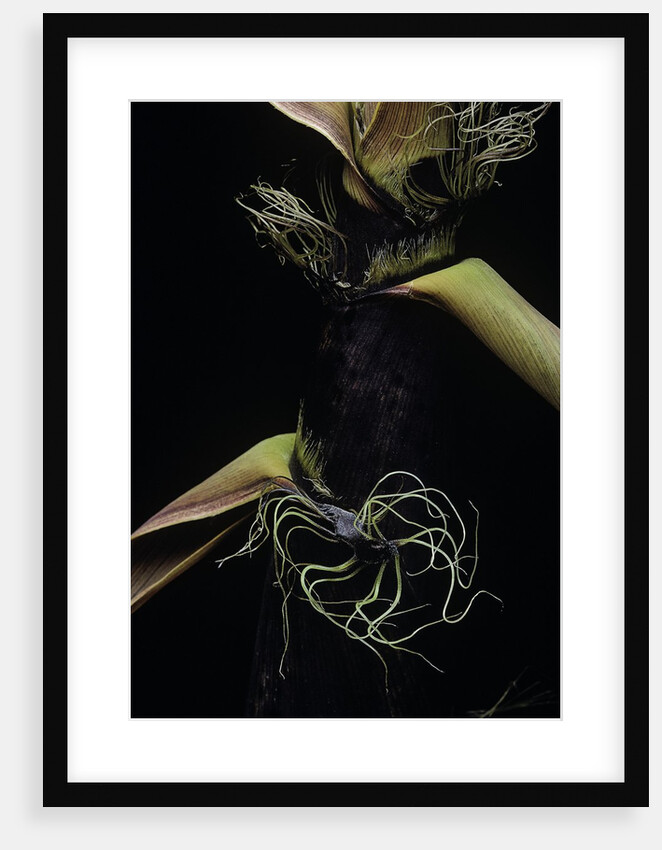 Phyllostachys bambusoides (Japanese timbler bamboo) - detail of the shoot by Anonymous