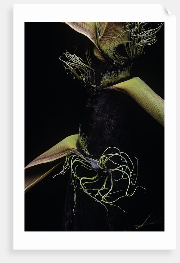 Phyllostachys bambusoides (Japanese timbler bamboo) - detail of the shoot by Anonymous