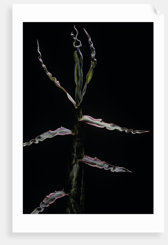 Phyllostachys bambusoides (Japanese timbler bamboo) - shoot by Anonymous