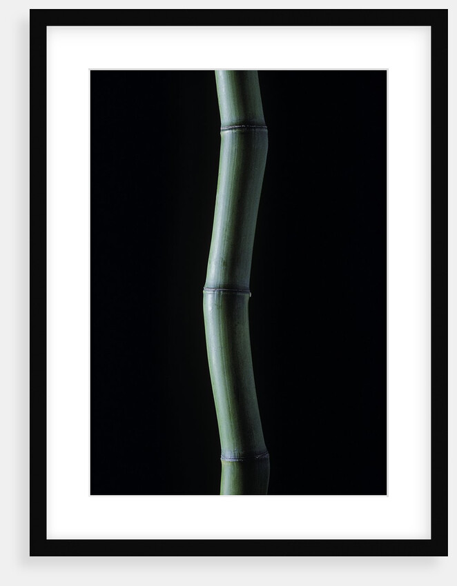 Phyllostachys bambusoides (Japanese timbler bamboo) by Anonymous