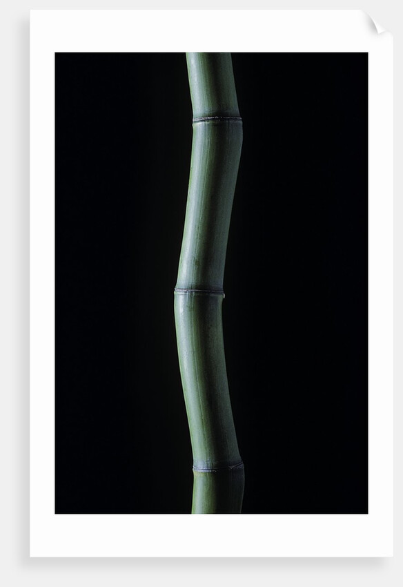 Phyllostachys bambusoides (Japanese timbler bamboo) by Anonymous
