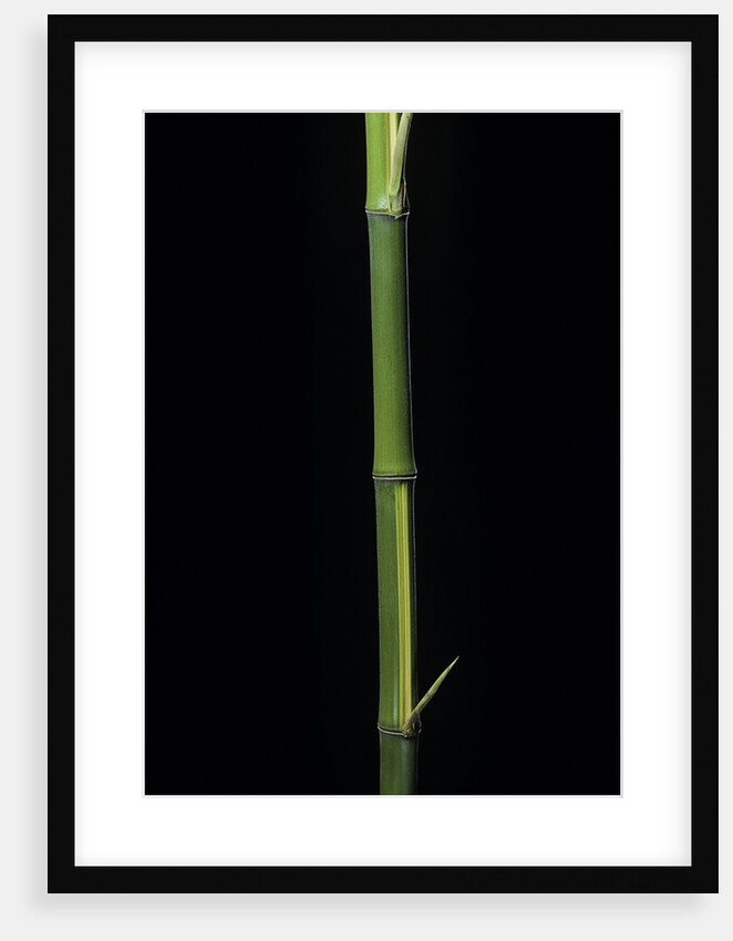 Phyllostachys bambusoides 'Castillioni-inversa' (Castillon bamboo) by Anonymous