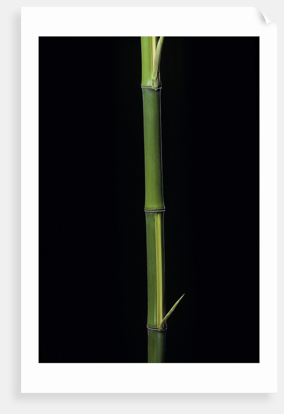 Phyllostachys bambusoides 'Castillioni-inversa' (Castillon bamboo) by Anonymous