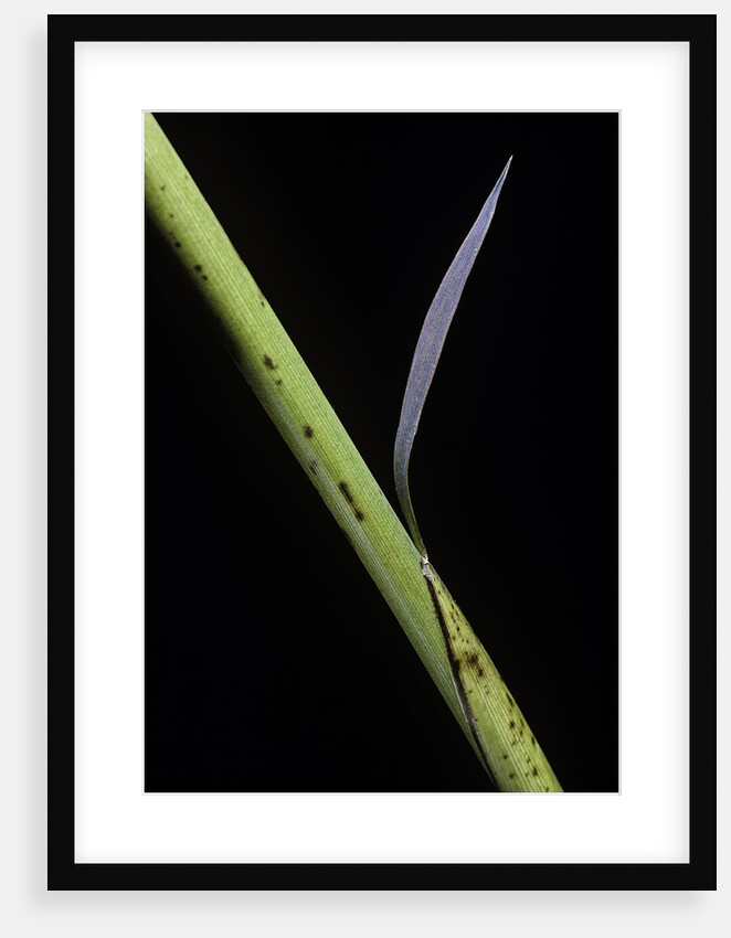 Phyllostachys bambusoides 'Castillioni-inversa' (Castillon bamboo) by Anonymous