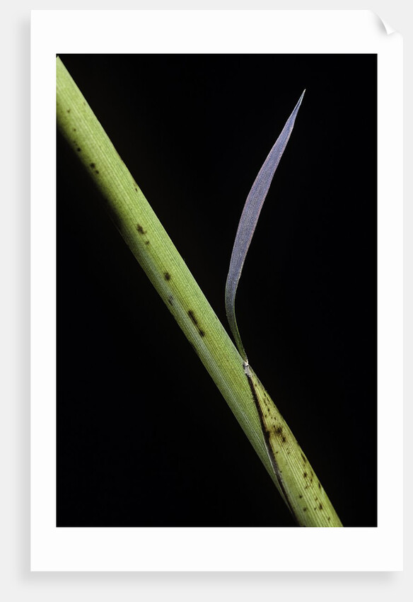 Phyllostachys bambusoides 'Castillioni-inversa' (Castillon bamboo) by Anonymous