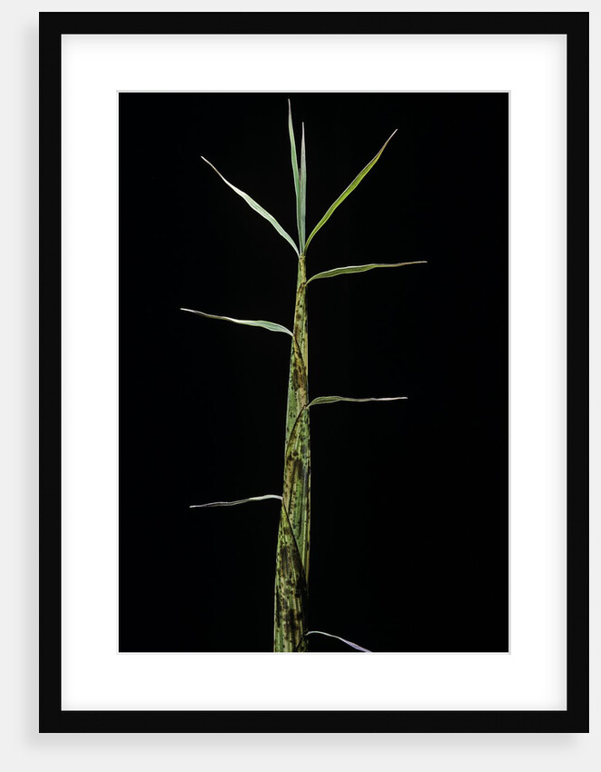 Phyllostachys bambusoides 'Castillonii' (Castillon bamboo) - shoot by Anonymous