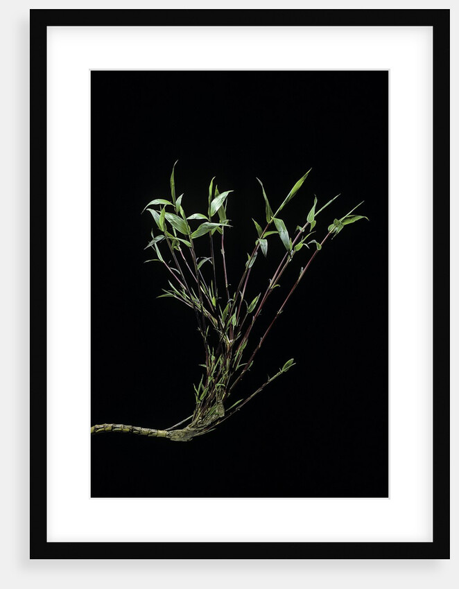 Phyllostachys bambusoides 'Castillonii' (Castillon bamboo) by Anonymous