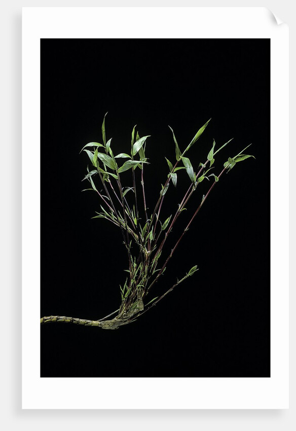Phyllostachys bambusoides 'Castillonii' (Castillon bamboo) by Anonymous