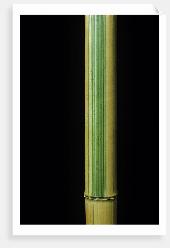Phyllostachys bambusoides 'Castillonii' (Castillon bamboo) by Anonymous