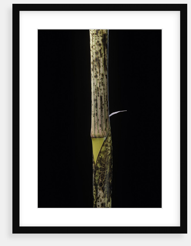 Phyllostachys bambusoides 'Holochrysa' (allgold bamboo) - young culm by Anonymous