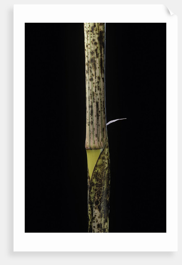 Phyllostachys bambusoides 'Holochrysa' (allgold bamboo) - young culm by Anonymous