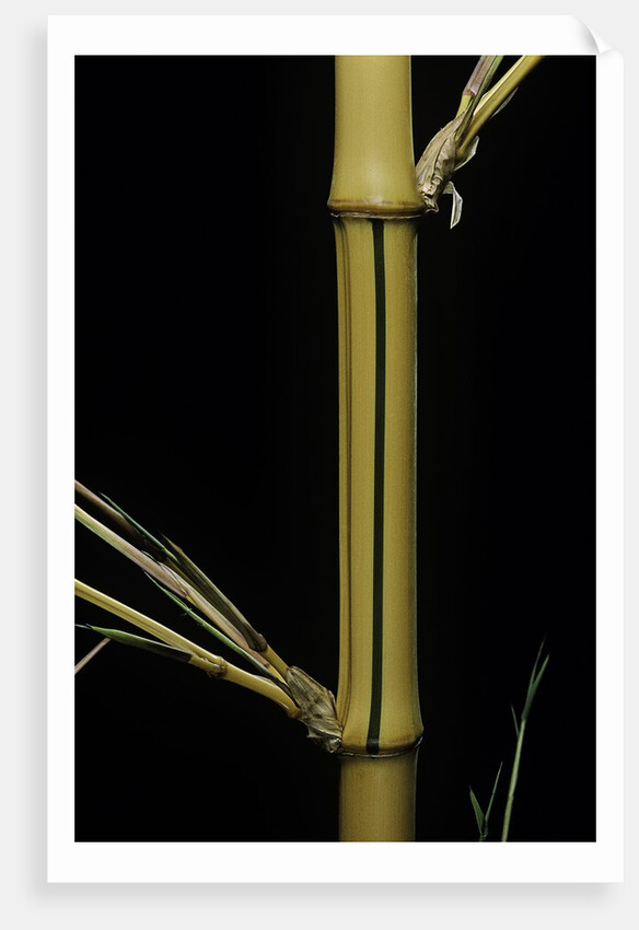 Phyllostachys bambusoides 'Holochrysa' (allgold bamboo) by Anonymous
