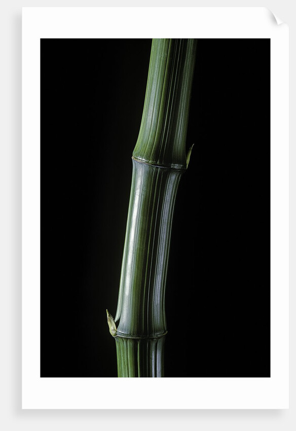 Phyllostachys bambusoides 'Marliacea' (Japanese timbler bamboo) by Anonymous