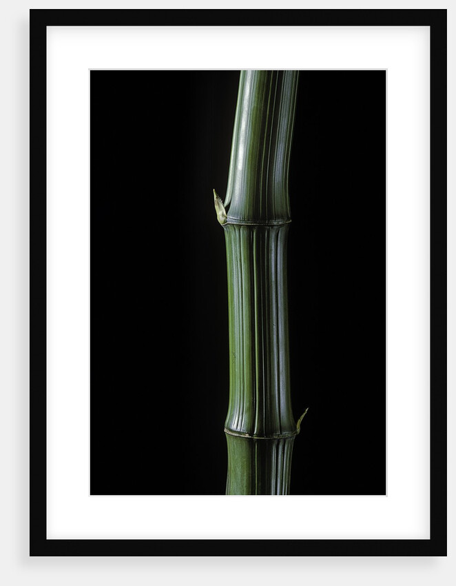 Phyllostachys bambusoides 'Marliacea' (Japanese timbler bamboo) by Anonymous