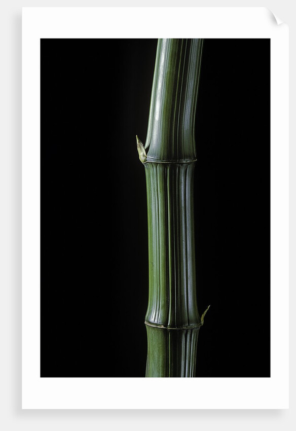 Phyllostachys bambusoides 'Marliacea' (Japanese timbler bamboo) by Corbis