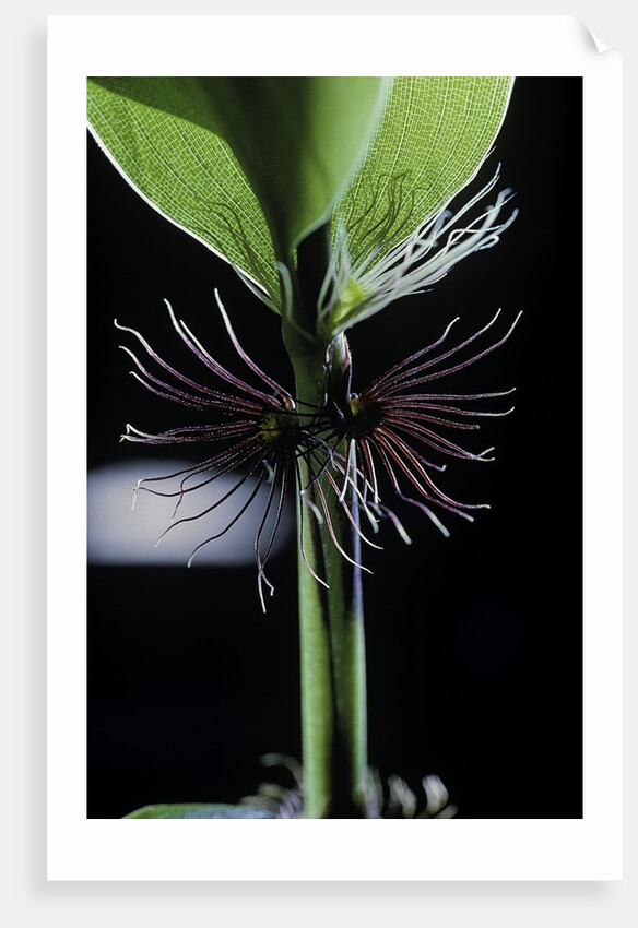 Phyllostachys bambusoides 'Violascens' (Japanese timbler bamboo) - cilia by Anonymous