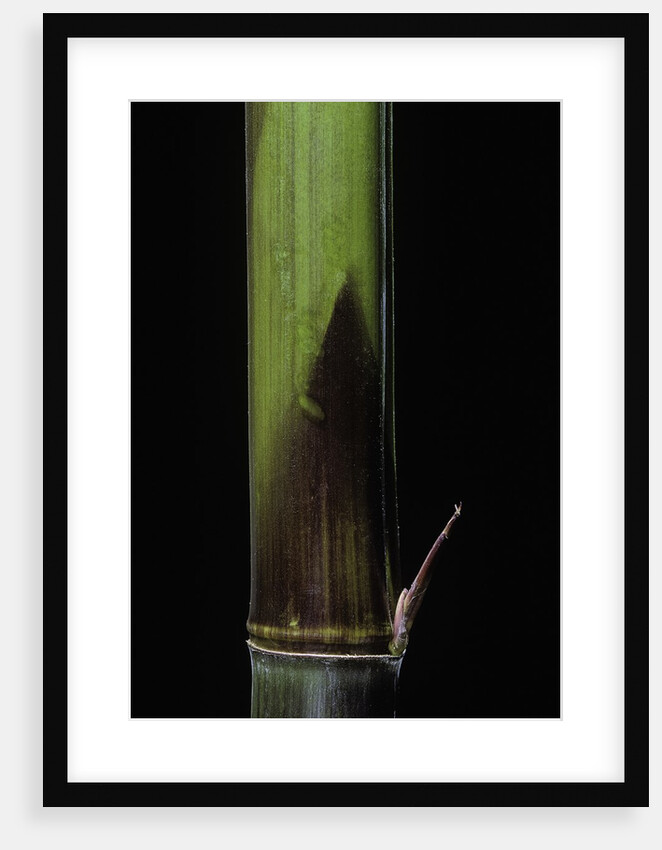 Phyllostachys bambusoides 'Violascens' (Japanese timbler bamboo) - young culm by Anonymous