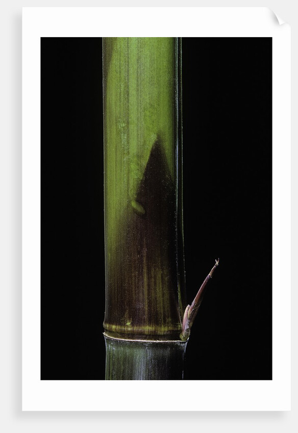 Phyllostachys bambusoides 'Violascens' (Japanese timbler bamboo) - young culm by Anonymous