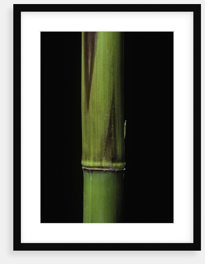 Phyllostachys bambusoides 'Violascens' (Japanese timbler bamboo) - young culm by Anonymous
