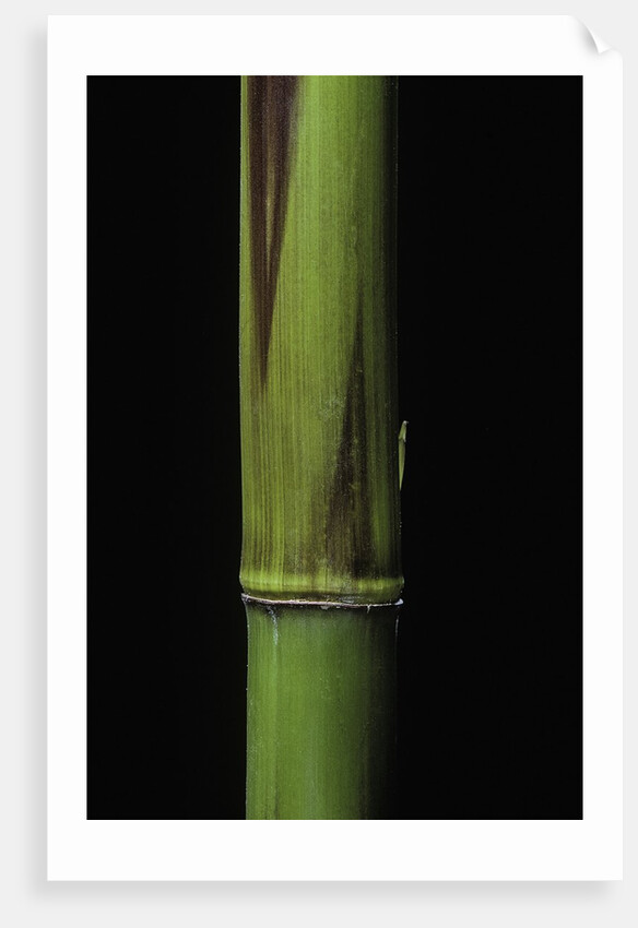 Phyllostachys bambusoides 'Violascens' (Japanese timbler bamboo) - young culm by Anonymous