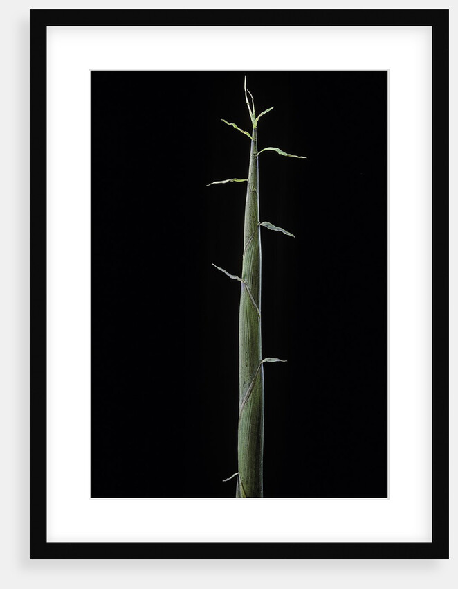 Phyllostachys bambusoides 'Violascens' (Japanese timbler bamboo) - shoot by Anonymous
