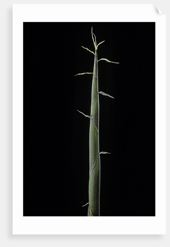Phyllostachys bambusoides 'Violascens' (Japanese timbler bamboo) - shoot by Anonymous