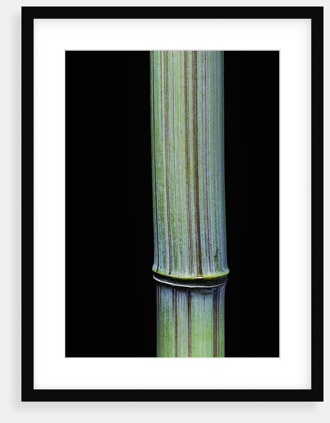 Phyllostachys bambusoides 'Violascens' (Japanese timbler bamboo) by Anonymous
