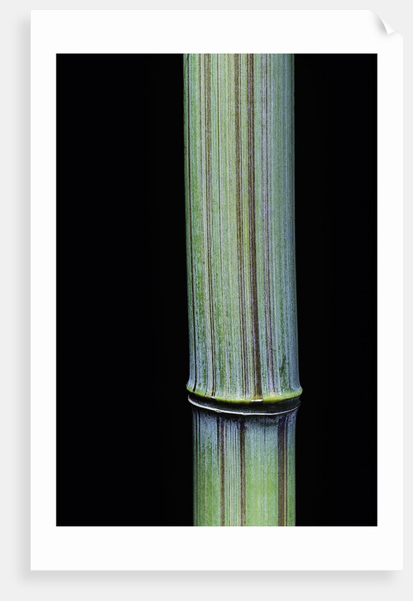 Phyllostachys bambusoides 'Violascens' (Japanese timbler bamboo) by Anonymous