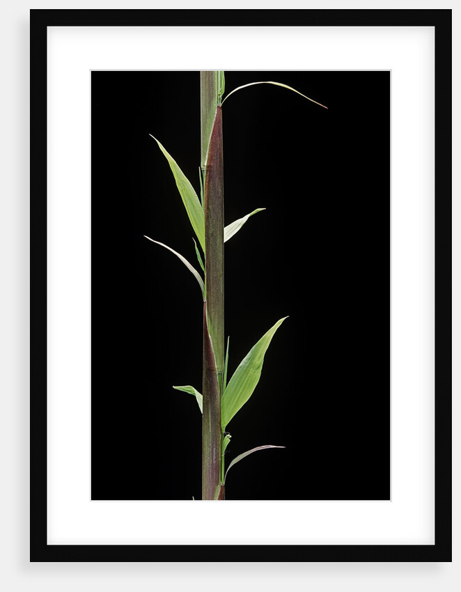 Phyllostachys decora (beautiful bamboo) - shoot by Anonymous