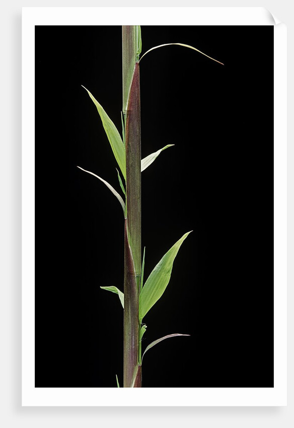 Phyllostachys decora (beautiful bamboo) - shoot by Anonymous
