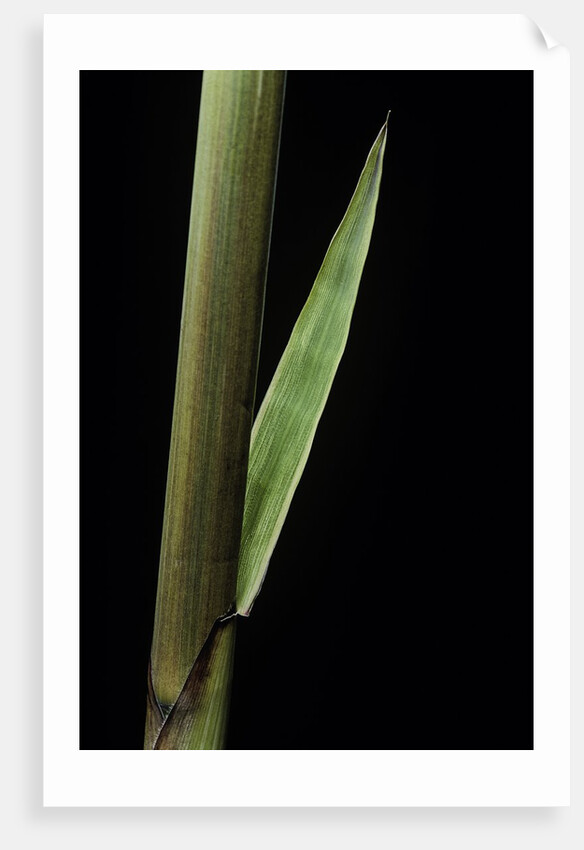 Phyllostachys decora (beautiful bamboo) - detail of the sheath by Anonymous