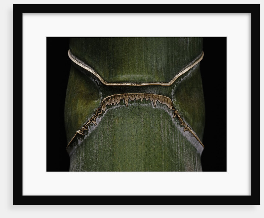 Phyllostachys edulis var. heterocycla (tortoiseshell bamboo, Kikkouchiku) by Anonymous